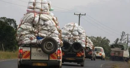 Kenya exports miraa worth Kes 220m  to Somalia in just four days.